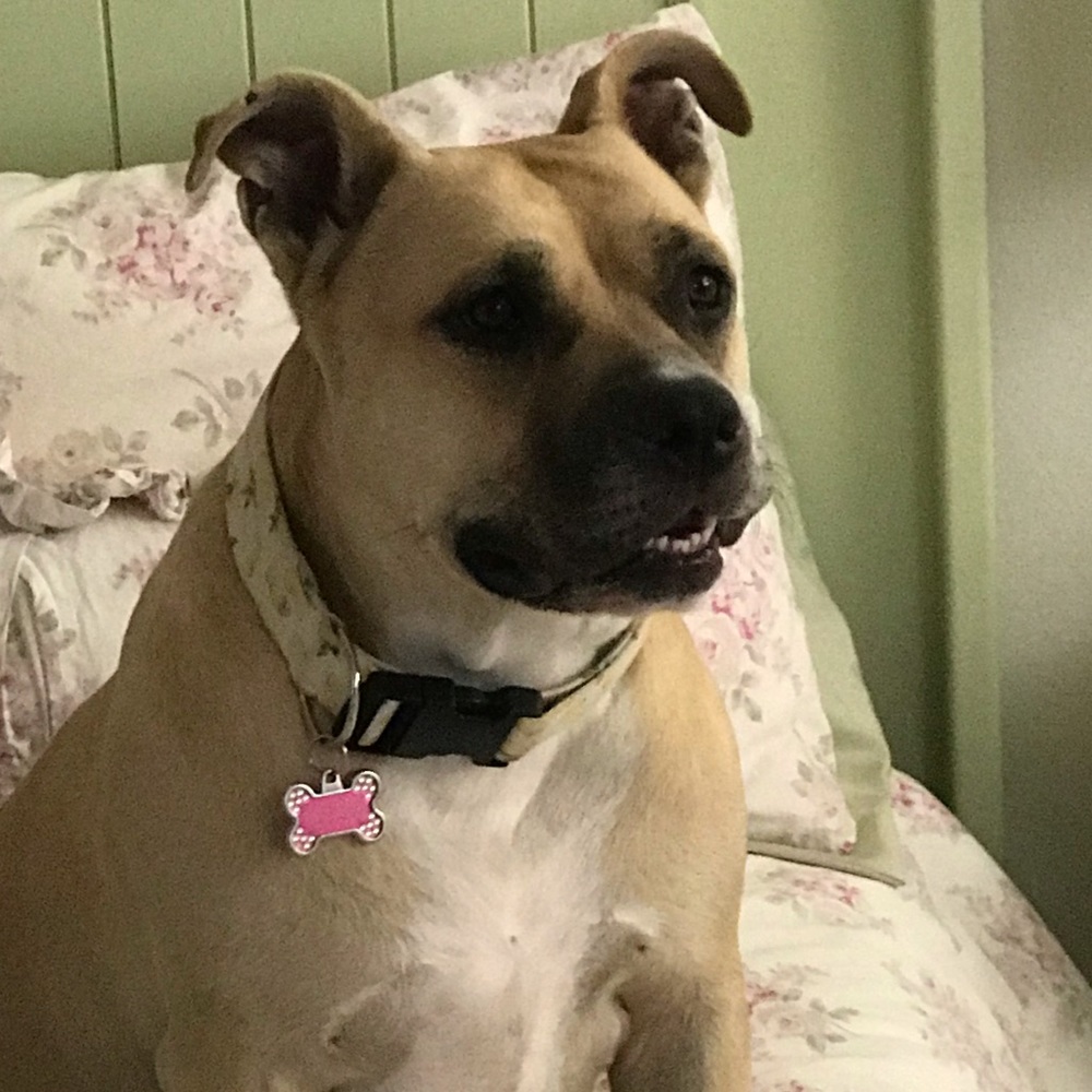 Precious, the Pitbull Posher! 💕